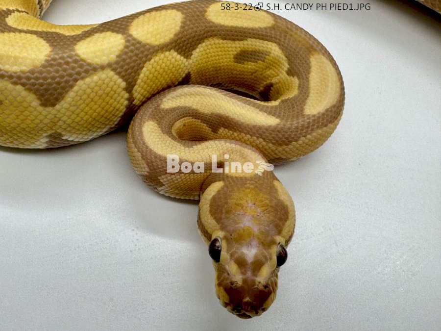 S.H. CANDY PH PIED